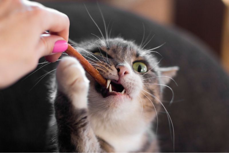 Comida medicada para gatos